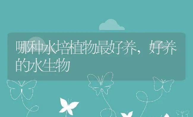 哪种水培植物最好养,好养的水生物 | 养殖学堂