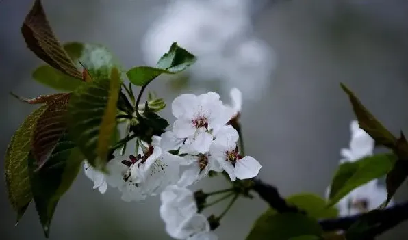 车厘子的花长什么样 | 三农知识