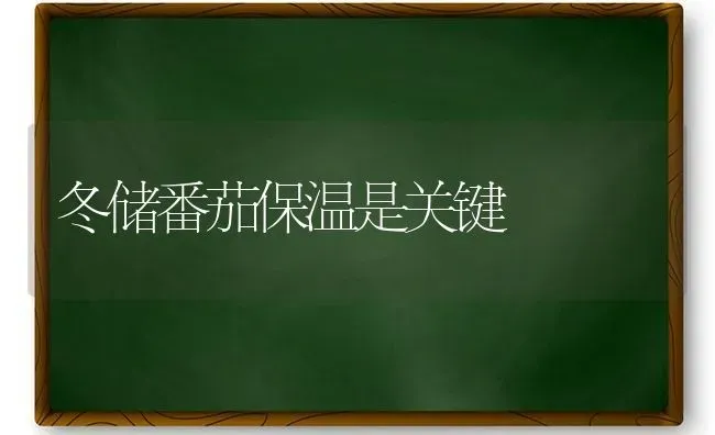 冬储番茄保温是关键 | 养殖知识