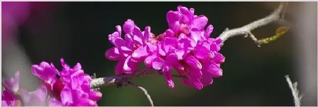 紫荆花树什么季节开花 | 生活妙招