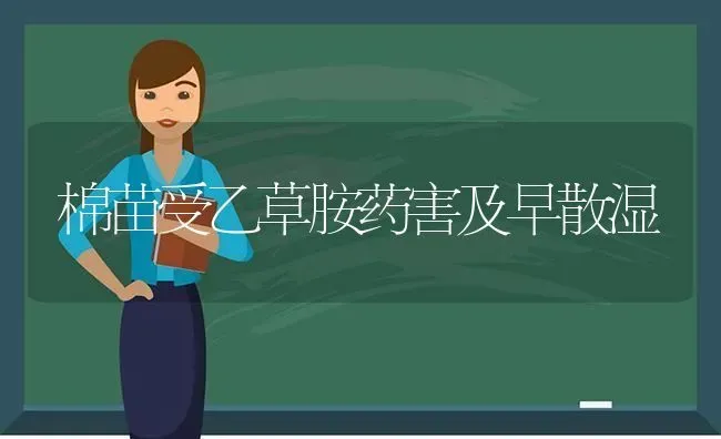 棉苗受乙草胺药害及早散湿 | 养殖技术大全