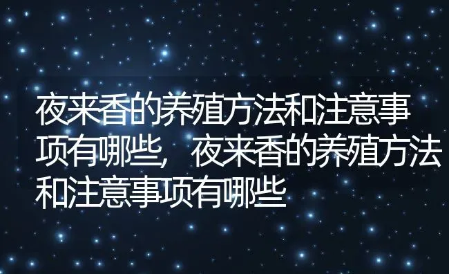 夜来香的养殖方法和注意事项有哪些,夜来香的养殖方法和注意事项有哪些 | 养殖科普