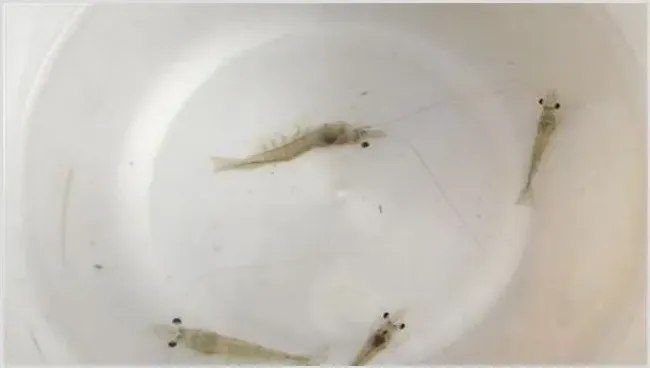 南美白虾苗期的管理方法 白虾苗怎么培育 | 生活妙招