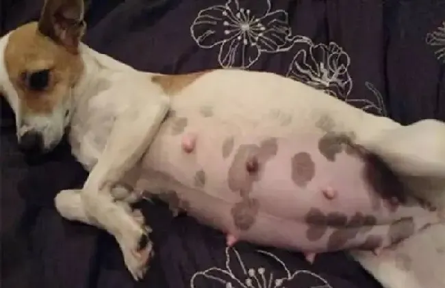 狗狗怀孕最明显的征兆,怎么知道狗狗怀孕了？