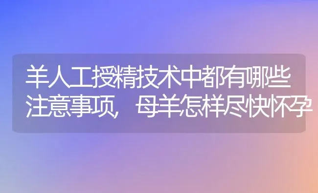 羊人工授精技术中都有哪些注意事项,母羊怎样尽快怀孕 | 养殖学堂