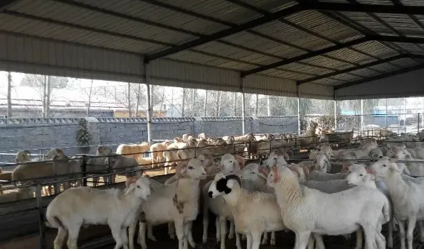 肉羊品种的饲养标准 | 三农知识