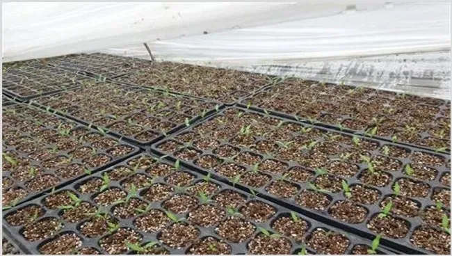 番茄育苗技术成活高吗 | 实用知识