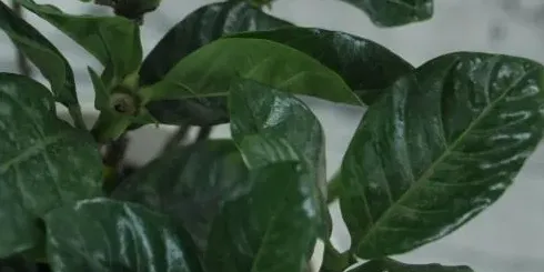 栀子花叶子发黄怎么办发黄原因与处理方法,栀子花黄叶怎么办？