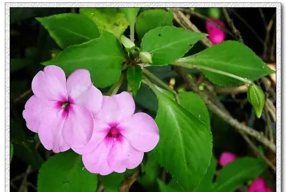 凤仙花长什么样子,怎样的凤仙花？