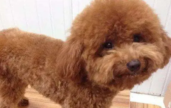 泰迪眼睛发红睁不开怎么办,泰迪犬的眼睛睁不开怎么办？