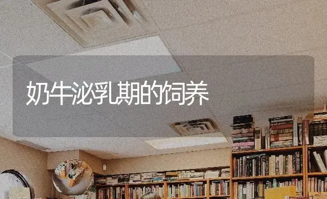 奶牛泌乳期的饲养 | 养殖知识