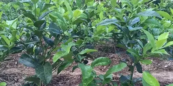 中国柠檬产地在哪里？柠檬的种植技巧详解 | 常识大全