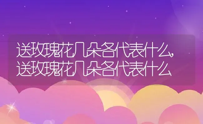 送玫瑰花几朵各代表什么,送玫瑰花几朵各代表什么 | 养殖科普