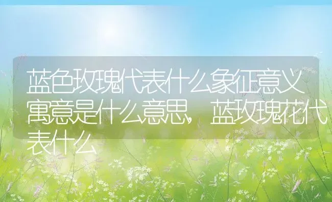 蓝色玫瑰代表什么象征意义寓意是什么意思,蓝玫瑰花代表什么 | 养殖学堂