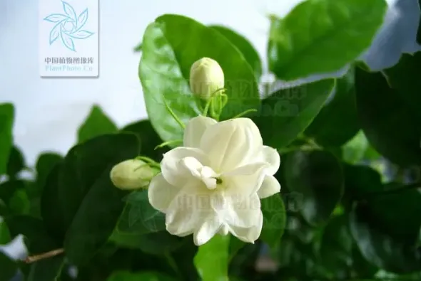 茉莉花长什么样子,茉莉花长什么样？