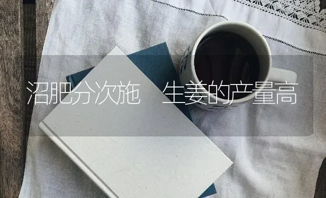 沼肥分次施 生姜的产量高 | 养殖知识