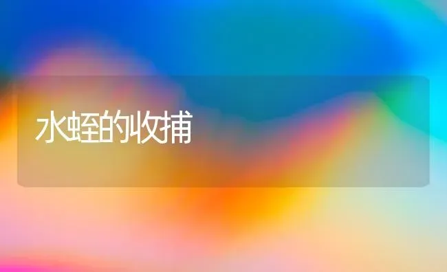 水蛭的收捕 | 养殖技术大全