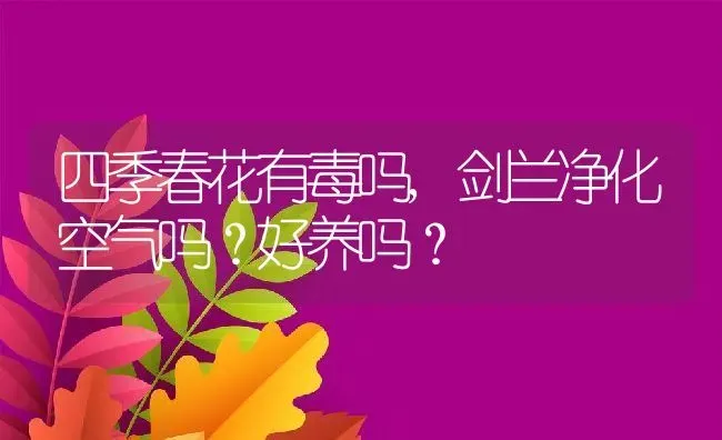 四季春花有毒吗,剑兰净化空气吗？好养吗？ | 养殖科普