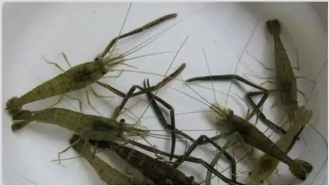 南美白虾苗期的管理方法 白虾苗怎么培育 | 生活妙招