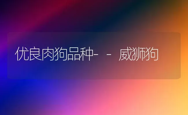 优良肉狗品种--威狮狗 | 养殖知识