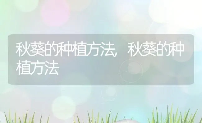 秋葵的种植方法,秋葵的种植方法 | 养殖科普
