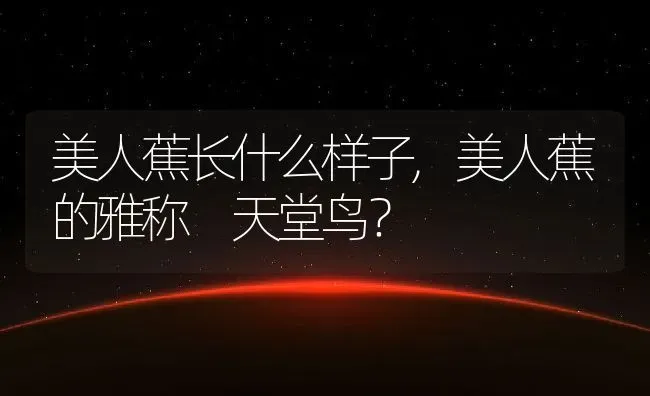 美人蕉长什么样子,美人蕉的雅称 天堂鸟？ | 养殖科普