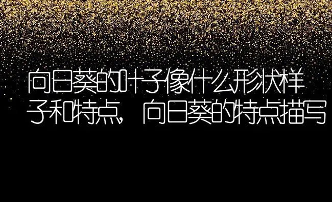 向日葵的叶子像什么形状样子和特点,向日葵的特点描写 | 养殖学堂