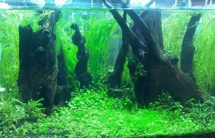 哪种水草好养又增氧,蜈蚣浮萍给鱼缸增氧还是耗氧？