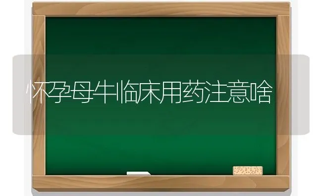 怀孕母牛临床用药注意啥 | 养殖知识