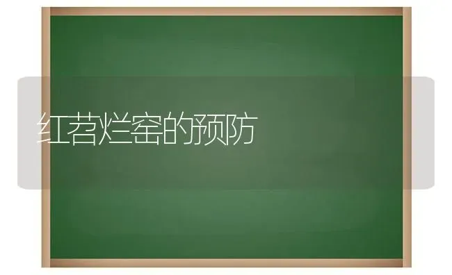 红苕烂窑的预防 | 养殖技术大全