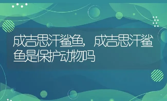 成吉思汗鲨鱼,成吉思汗鲨鱼是保护动物吗 | 养殖学堂