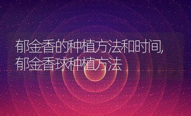 郁金香的种植方法和时间,郁金香球种植方法 | 养殖学堂