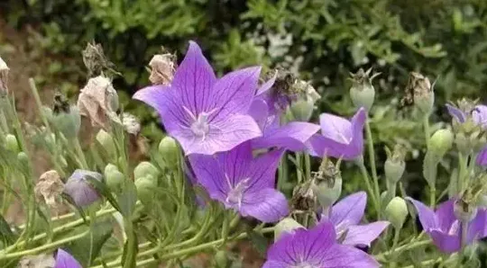 桔梗科植物有哪些,桔梗与连翘的区别？