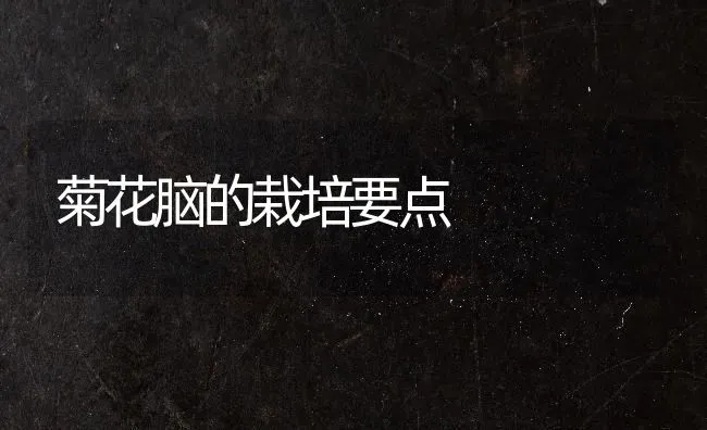 菊花脑的栽培要点 | 养殖技术大全