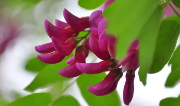 红色的槐树花可以吃吗 | 常识大全