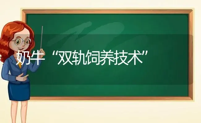 奶牛“双轨饲养技术” | 养殖知识