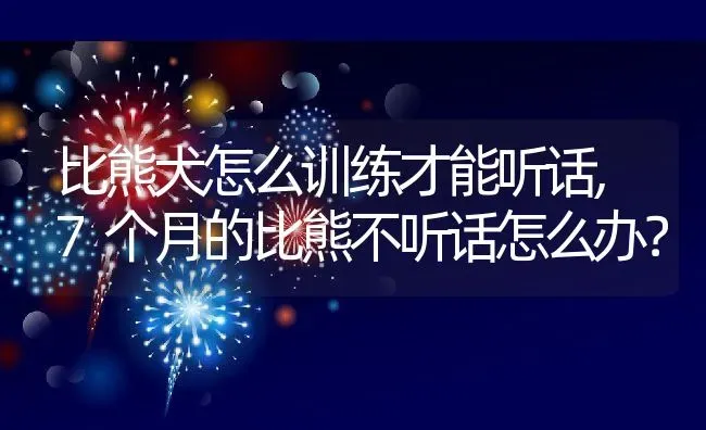 比熊犬怎么训练才能听话,7个月的比熊不听话怎么办？ | 养殖学堂