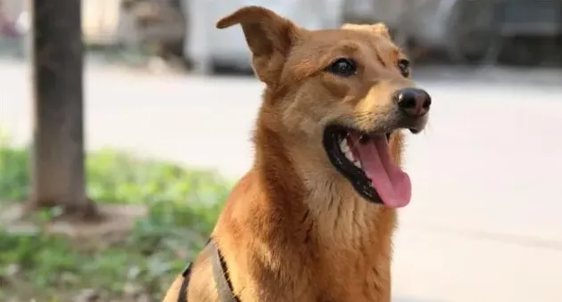 养中华田园犬注意事项,中华田园犬喂养事项？