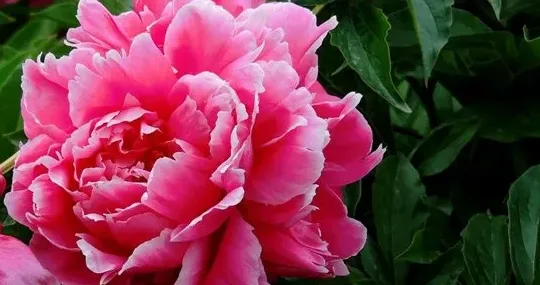 芍药怎么种植,芍药花种植方法？