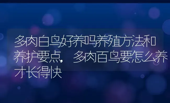 多肉白鸟好养吗养殖方法和养护要点,多肉百鸟要怎么养才长得快 | 养殖学堂