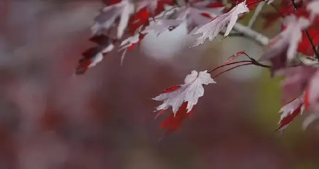 压扁了一穗剪秋罗的扁是什么意思,花牛歌的全诗意思？