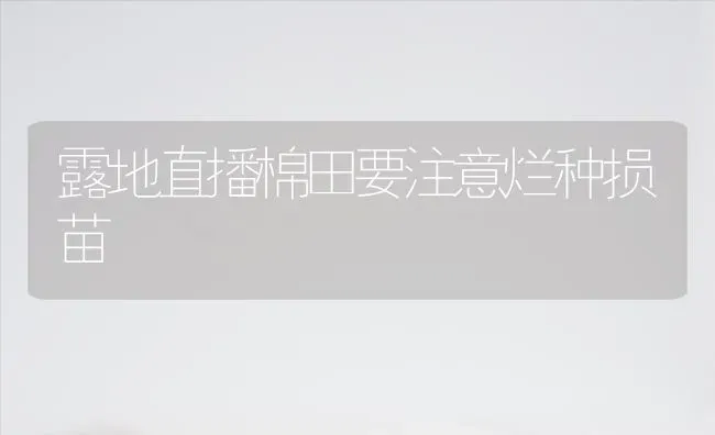露地直播棉田要注意烂种损苗 | 养殖知识