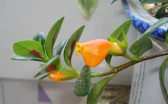 金鱼花怎么养,小金鱼花怎么养才能旺盛？