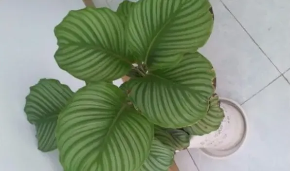 苹果竹芋长锈斑怎么办 | 生活常识