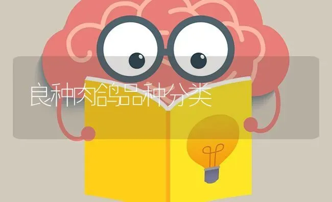 良种肉鸽品种分类 | 养殖知识