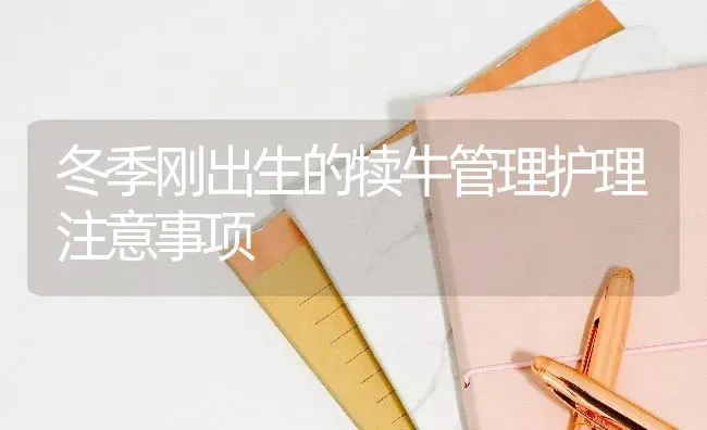 冬季刚出生的犊牛管理护理注意事项 | 养殖技术大全