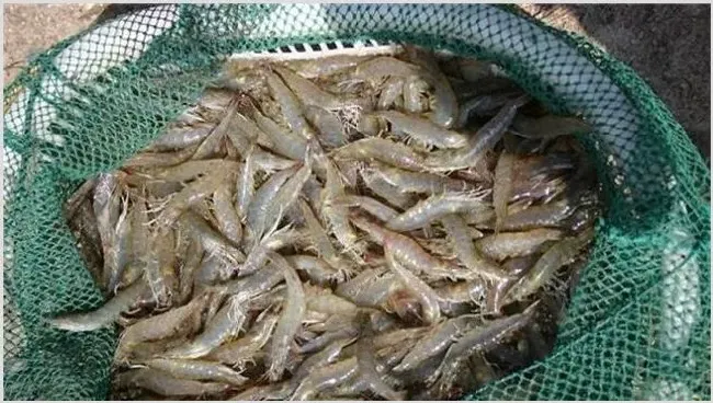 南美白虾苗期的管理方法 白虾苗怎么培育 | 生活妙招