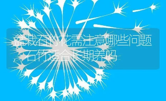 盆栽石竹花需注意哪些问题,石竹适合长期养吗 | 养殖学堂