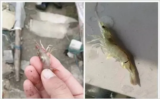 菌克A380治疗弧菌引起的南美白对虾黑斑病一例 | 生活妙招