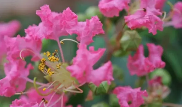 车厘子的花长什么样 | 三农知识